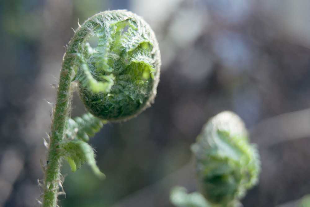 Natur, ein eingerollter Farn.