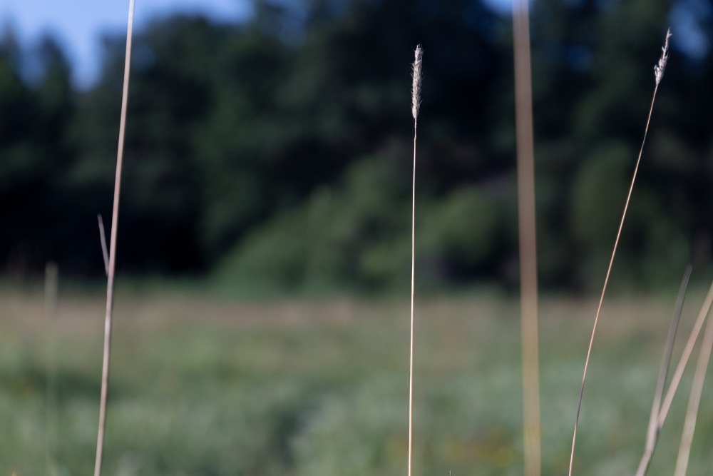 Natur, Detailaufnahme von hohen Grashalmen